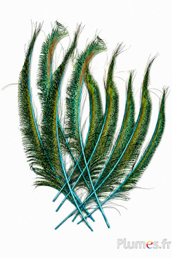 Pauw blauw zwaard - 30-38 cm - turquoise